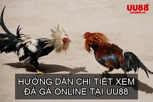 Hướng Dẫn Chi Tiết Xem Đá Gà Online Tại UU88