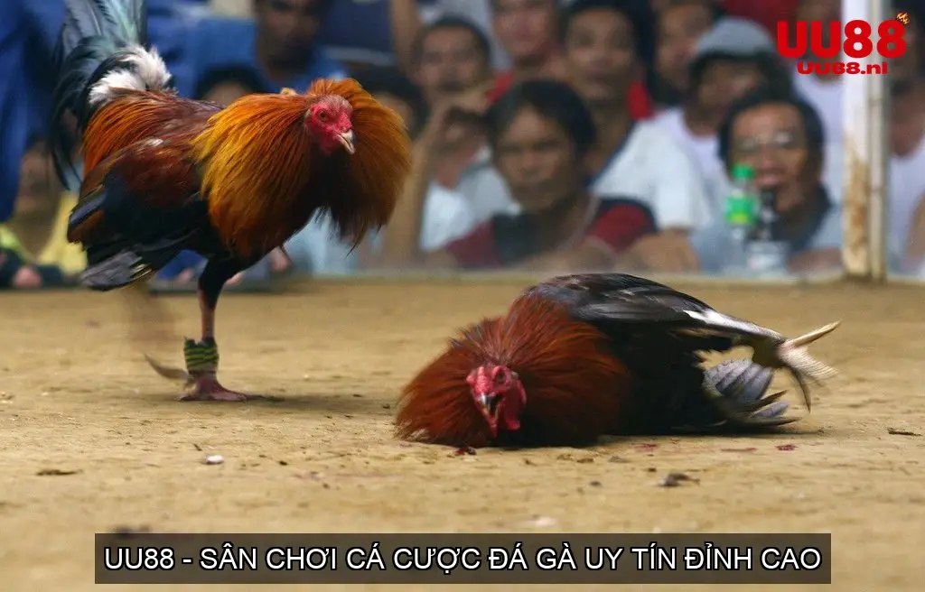 ca cuoc da ga uu88 68d74db1c60da