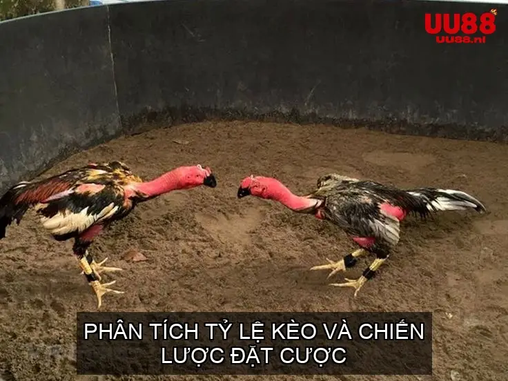 Phân Tích Tỷ Lệ Kèo và Chiến Lược Đặt Cược