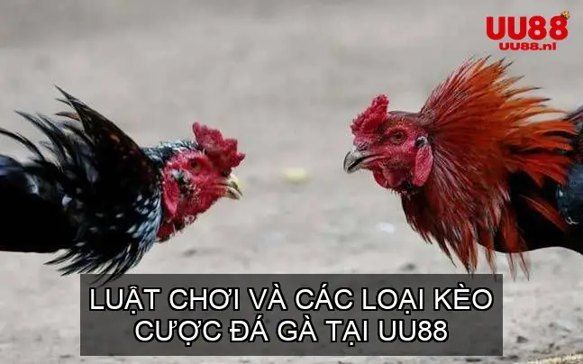 Luật Chơi Và Các Loại Kèo Cược Đá Gà Tại UU88