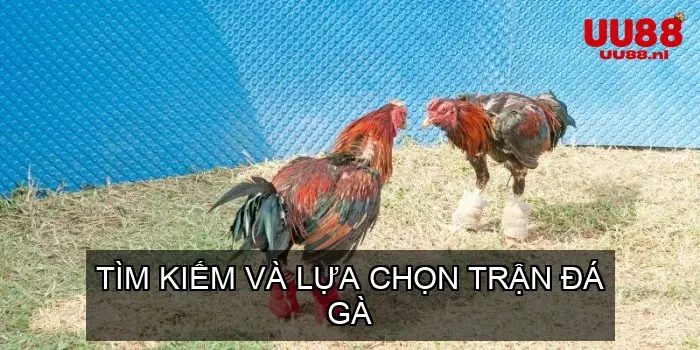 Tìm Kiếm Và Lựa Chọn Trận Đá Gà