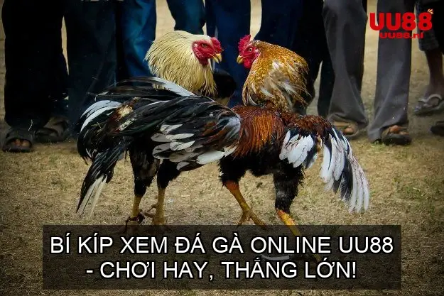 xem da ga online uu88 68d74dad068e7
